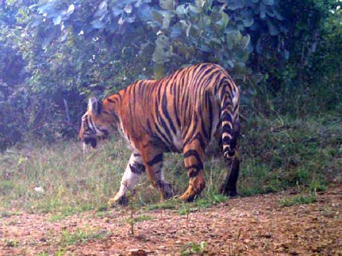 the tigress that killed a cowboy fifteen days ago caught in chandrapur | ...अखेर ती वाघीण जेरबंद; १५ दिवसांपूर्वी गुराख्याला केले होते ठार the tigress that killed a cowboy fifteen days ago caught in chandrapur | ...अखेर ती वाघीण जेरबंद; १५ दिवसांपूर्वी गुराख्याला केले होते ठार