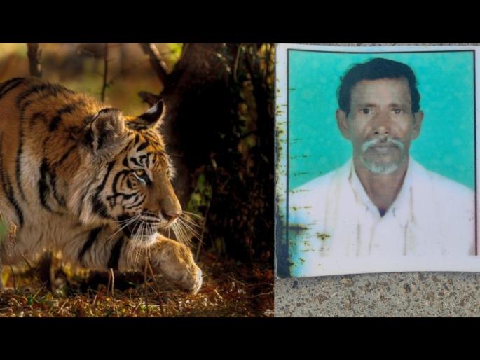 man killed in a tiger while feeding the bulls in the forest, body found on second day | जंगलात बैल चारण्यासाठी गेलेल्या व्यक्तीचे निम्मे शरीर वाघाने केले फस्त; दुसऱ्या दिवशी लागला शाेध