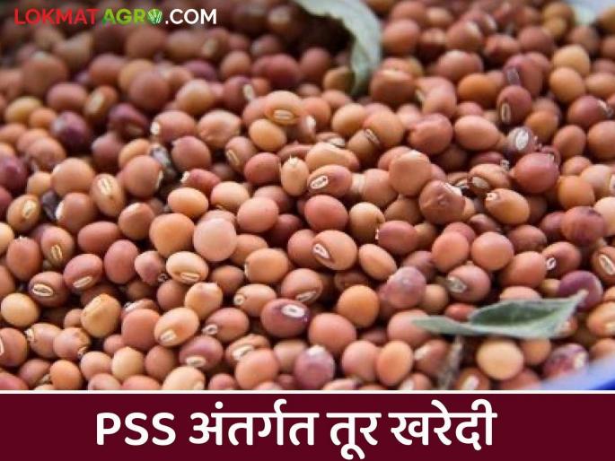 Latest News Tur kharedi 1.31 lakh tonnes of turi purchased from nine states see details | Tur Kharedi : नऊ राज्यांमधून 1.31 लाख टन तुरीची खरेदी, सरकारची आकडेवारी काय सांगते?  Latest News Tur kharedi 1.31 lakh tonnes of turi purchased from nine states see details | Tur Kharedi : नऊ राज्यांमधून 1.31 लाख टन तुरीची खरेदी, सरकारची आकडेवारी काय सांगते?