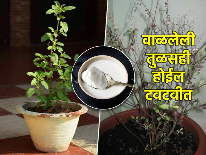 Tulasi Tips: If you want to keep Tulasi fresh even in summer, use one spoon of curd 'like this'! | Tulasi Tips: उन्हाळ्यातही तुळस टवटवीत ठेवायची असेल तर एक चमचा दह्याचा 'असा' करा वापर! Tulasi Tips: If you want to keep Tulasi fresh even in summer, use one spoon of curd 'like this'! | Tulasi Tips: उन्हाळ्यातही तुळस टवटवीत ठेवायची असेल तर एक चमचा दह्याचा 'असा' करा वापर!