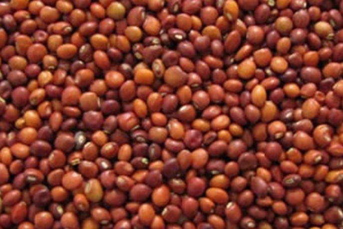 Farmers still waiting to buy tuar after registering online | ऑनलाइन नोंदणीनंतरही शेतकरी तूर खरेदीच्या प्रतीक्षेत Farmers still waiting to buy tuar after registering online | ऑनलाइन नोंदणीनंतरही शेतकरी तूर खरेदीच्या प्रतीक्षेत