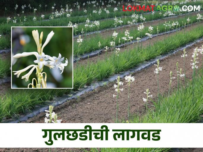 Tuberose flower has a market price throughout the year; How to cultivate? | ह्या फुलाला असतो वर्षभर बाजारभाव; कशी कराल लागवड? Tuberose flower has a market price throughout the year; How to cultivate? | ह्या फुलाला असतो वर्षभर बाजारभाव; कशी कराल लागवड?