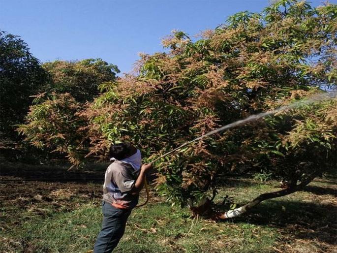 Mango plant in Taloda: pestilence and inflorescence | तळोद्यातील आंबा बागा : तुडतुडे व फुलकीडीचा प्रादुर्भाव Mango plant in Taloda: pestilence and inflorescence | तळोद्यातील आंबा बागा : तुडतुडे व फुलकीडीचा प्रादुर्भाव