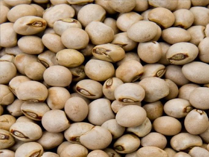 The central government should cancel the decision to import tur, Kisan Sabha demanded | तूर आयातीचा निर्णय केंद्र सरकारने रद्द करावा, किसान सभेची मागणी The central government should cancel the decision to import tur, Kisan Sabha demanded | तूर आयातीचा निर्णय केंद्र सरकारने रद्द करावा, किसान सभेची मागणी