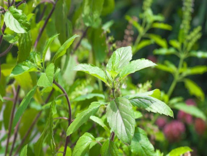 Ever eaten basil chutney, basil butter? Try the delicious medicinal basil in recipe | तुळशीची चटणी, तुळशीचं बटर खाल्लं कधी? करुन पहा औषधी तुळशीचे चविष्ट पदार्थ