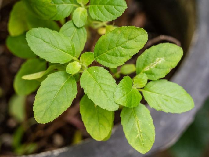 Skin Care: Apply Basil leaves face pack and forget about pimples and skin problems | Skin Care : तुळशीचा लेप लावा, मुरुम-पुटकुळ्या विसरा! बहुगुणी तुळशीचे सौंदर्य उपचार करा!