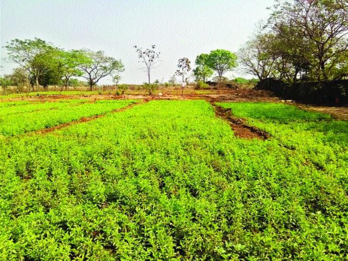 In the Karjat tehsil, the cultivation of Tulsi cultivation of Tulsi and the youth category will go towards the farm | कर्जत तालुक्यात बहरली तुळशीची शेती, तरु णवर्गाची औषधी शेतीकडे वाटचाल In the Karjat tehsil, the cultivation of Tulsi cultivation of Tulsi and the youth category will go towards the farm | कर्जत तालुक्यात बहरली तुळशीची शेती, तरु णवर्गाची औषधी शेतीकडे वाटचाल