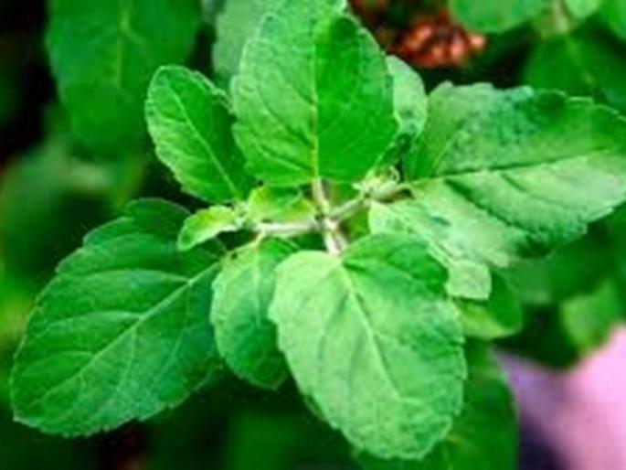 Holy basil-aloe vera- rose- helps for healthy habits and diet. | तुळस-कोरफड-गावठी गुलाब यांना तुमच्या घरातल्या कोपऱ्यात जागा द्या, मग पहा आरोग्य - बहार!