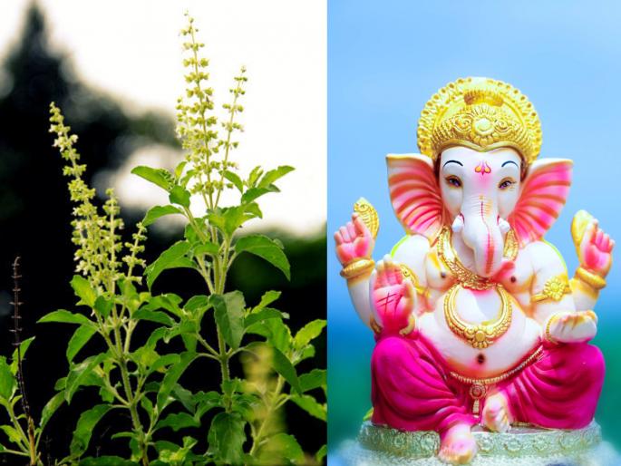 lord Devi, Krishna love tulasi but why not Bappa? There is a story behind it! | तुळस देवीला चालते, कृष्णाला चालते पण बाप्पाला का नाही? त्यामागे आहे एक पौराणिक कथा! lord Devi, Krishna love tulasi but why not Bappa? There is a story behind it! | तुळस देवीला चालते, कृष्णाला चालते पण बाप्पाला का नाही? त्यामागे आहे एक पौराणिक कथा!