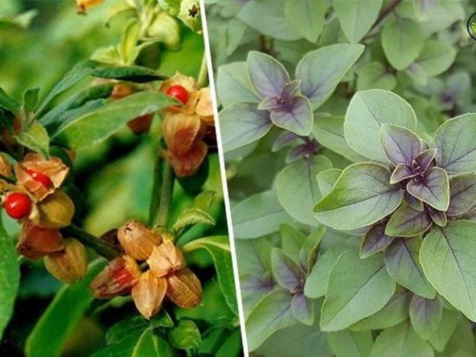 Demand for immunity enhancing Tulsi, ashwagandha plants | इम्युनिटी वाढविणाऱ्या तुळस, अश्वगंधाच्या रोपांना मागणी Demand for immunity enhancing Tulsi, ashwagandha plants | इम्युनिटी वाढविणाऱ्या तुळस, अश्वगंधाच्या रोपांना मागणी