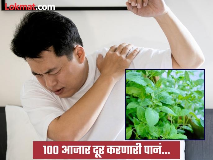 Ayurveda doctor tells eating curd and tulsi leaf together prevent 100 diseases | १०० आजारांवर रामबाण उपाय ठरतात 'ही' पानं, आयुर्वेद डॉक्टरांनी सांगितली खाण्याची पद्धत... Ayurveda doctor tells eating curd and tulsi leaf together prevent 100 diseases | १०० आजारांवर रामबाण उपाय ठरतात 'ही' पानं, आयुर्वेद डॉक्टरांनी सांगितली खाण्याची पद्धत...
