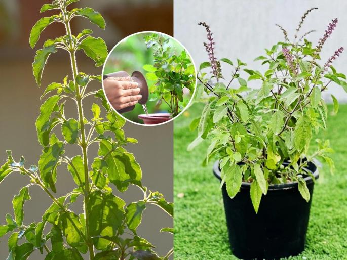 how to take care of plants, holy Basil has dried up during the monsoon season? 2 solutions - Tulsi will grow vigorously | ऐन पावसाळ्यात तुळस सुकलेलीच? २ उपाय-तुळस जोमाने वाढेल, होईल डेरेदार