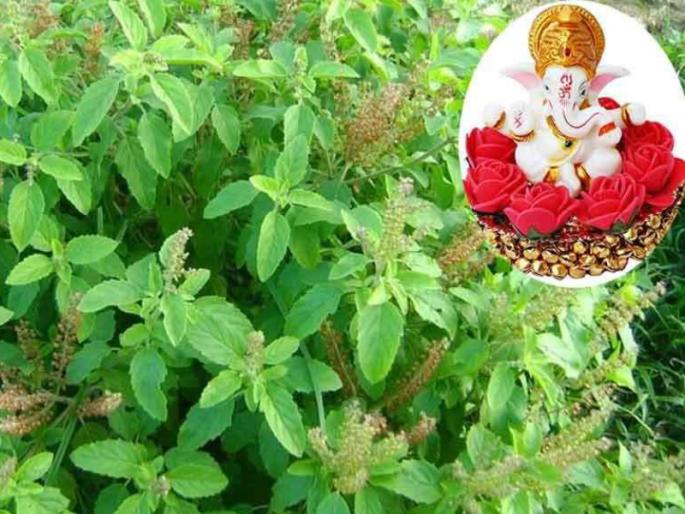 Why is Ganpati Bappa do not accept Tulasi? Behind it is 'this' myth! | तुळस एवढी पवित्र असूनही गणपती बाप्पाला वर्ज्य का? त्यामागे आहे 'ही' पौराणिक कथा! Why is Ganpati Bappa do not accept Tulasi? Behind it is 'this' myth! | तुळस एवढी पवित्र असूनही गणपती बाप्पाला वर्ज्य का? त्यामागे आहे 'ही' पौराणिक कथा!