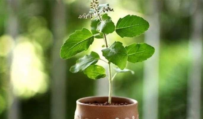 basil, neem also release oxygen at night | पिंपळ, तुळस, कडुलिंब रात्रीही सोडतात ऑक्सिजन basil, neem also release oxygen at night | पिंपळ, तुळस, कडुलिंब रात्रीही सोडतात ऑक्सिजन