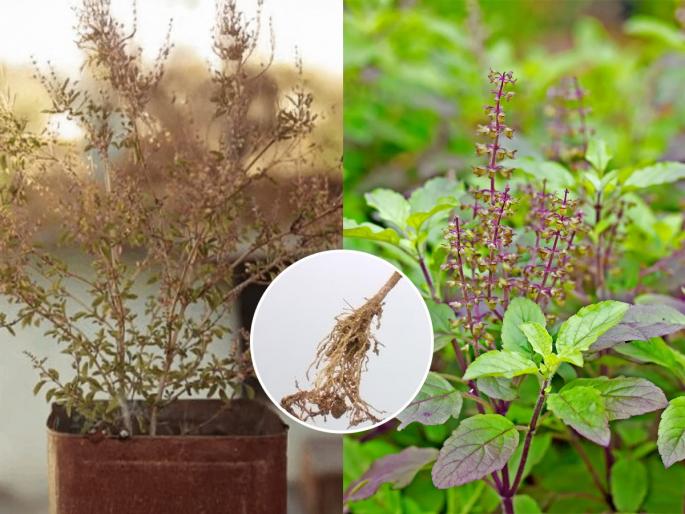 How To Identify Root Bound In Tulsi Plant & Know Its Solution How to Identify and Fix a Root Bound In Tulsi Plant | वर्षानूवर्षे तुळस एकाच कुंडीत आहे? १ सोपं काम करा, तुळस वाढेल डेरेदार मोठी...