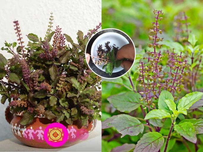 Why waste the beautiful basil seeds? Store basil seeds - there will be no disease in the house. See the solution. | तुळशीच्या सुंदर मंजिरी वाया का घालवता, तुळशीचं बी साठवा-घरात आजाराची पिडा येणार नाही ‘असे’ पाहा उपाय Why waste the beautiful basil seeds? Store basil seeds - there will be no disease in the house. See the solution. | तुळशीच्या सुंदर मंजिरी वाया का घालवता, तुळशीचं बी साठवा-घरात आजाराची पिडा येणार नाही ‘असे’ पाहा उपाय