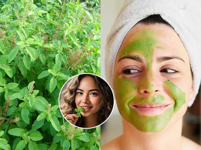 Tulsi from Vrindavan is a boon for us in the cold, 5 uses of Tulsi give blessings of prosperity along with health | वृंदावनातली तुळस थंडीत आपल्यासाठी वरदान, तुळशीचे ५ उपयोग तब्येतीसह देतात समृद्धीचे आशीर्वाद