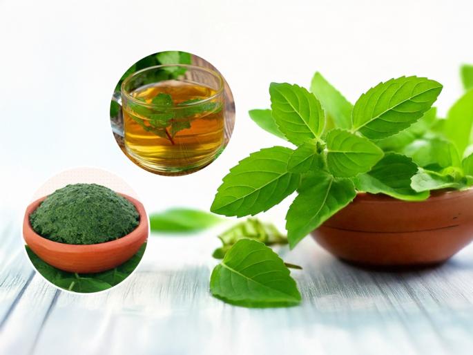 holy basil leaves are a boon for health!! very effective remedy, use it like this | तुळशीची पाने म्हणजे आरोग्यासाठी वरदानच !! लेप-काढा-रस सारेच ठरते प्रभावी, 'असा' करा उपयोग