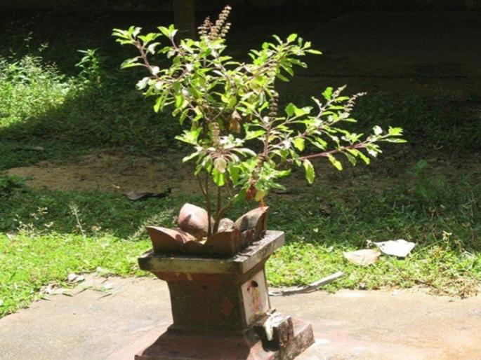 Tulasi vivah 2020: Tulsi wedding moments, dates and rituals | Tulasi vivah 2020 : तुलसी विवाह मुहूर्त, तिथी आणि विधी