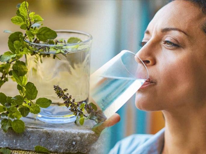 Basil water formula for loose weight | वजन कमी करायचं तर हे रॉयल हर्ब ड्रिंक प्या! म्हणजे, आपले तुळशीचे पाणी.. घ्या फॉर्म्युला