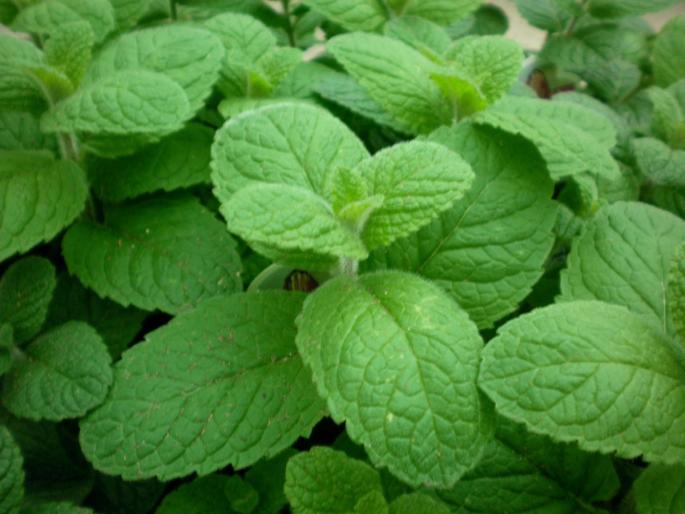 health and beauty benefits of basil or tulsi | डायबिटीसप्रमाणे इतर अनेक समस्यांवर फायदेशीर ठरते तुळस; असं करा सेवन health and beauty benefits of basil or tulsi | डायबिटीसप्रमाणे इतर अनेक समस्यांवर फायदेशीर ठरते तुळस; असं करा सेवन