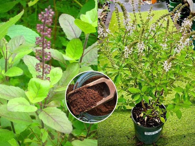 Gardening tips How to keep tulsi plant healthy and green during winter season Best organic ingredient to mix in soil for lush tulsi growth Winter care tips for holy basil plant at home | थंडीत तुळशीचे रोप राहिल हिरवेगार-टवटवीत! मातीत मिसळा १ गोष्ट, भरगच्च पानांनी बहरेल तुळस Gardening tips How to keep tulsi plant healthy and green during winter season Best organic ingredient to mix in soil for lush tulsi growth Winter care tips for holy basil plant at home | थंडीत तुळशीचे रोप राहिल हिरवेगार-टवटवीत! मातीत मिसळा १ गोष्ट, भरगच्च पानांनी बहरेल तुळस