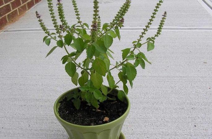 Tulsi palnt given on the ocation of Makar Sankranti | संक्रांतीच्या वाणात दिले तुळशीचे रोपटे Tulsi palnt given on the ocation of Makar Sankranti | संक्रांतीच्या वाणात दिले तुळशीचे रोपटे