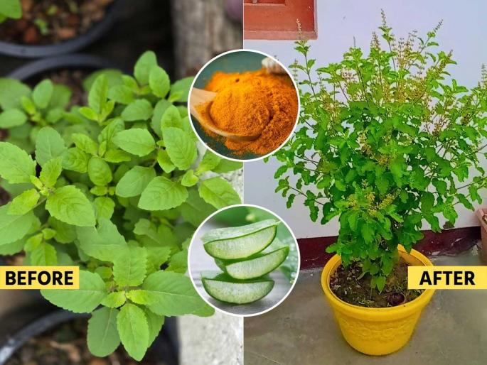 Home gardening tips to protect tulsi from moisture damage How to treat fungus and insects in tulsi plant using turmeric Natural remedies to remove white fungus from tulsi soil | ओलाव्यामुळे तुळशीच्या रोपाला बुरशी- कीड लागली? मातीत मिसळा पिवळी पावडर- भरगच्च पानांनी बहरेल तुळशी.. Home gardening tips to protect tulsi from moisture damage How to treat fungus and insects in tulsi plant using turmeric Natural remedies to remove white fungus from tulsi soil | ओलाव्यामुळे तुळशीच्या रोपाला बुरशी- कीड लागली? मातीत मिसळा पिवळी पावडर- भरगच्च पानांनी बहरेल तुळशी..