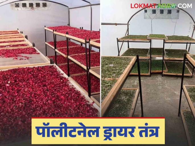 Start a fruit and vegetable drying business with the help of polytunnel solar dryer; Read in detail | पॉलीटनेल सोलर ड्रायरच्या मदतीने सुरु करा फळे व भाजीपाला वाळविण्याचा व्यवसाय; वाचा सविस्तर Start a fruit and vegetable drying business with the help of polytunnel solar dryer; Read in detail | पॉलीटनेल सोलर ड्रायरच्या मदतीने सुरु करा फळे व भाजीपाला वाळविण्याचा व्यवसाय; वाचा सविस्तर