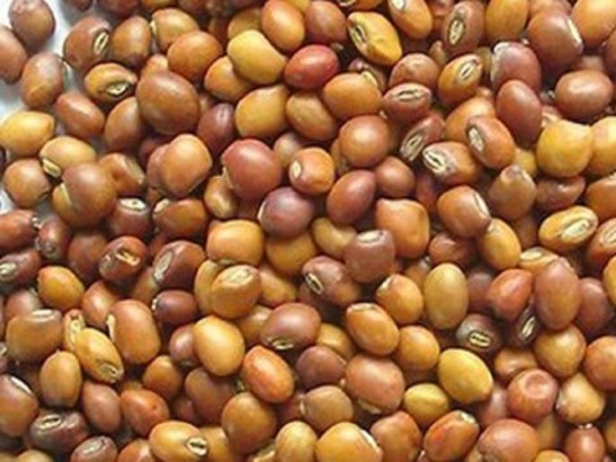 Turi reached the milestone of 11,000 in Mondya of Hingoli | हिंगोलीच्या मोंढ्यात तुरीने गाठला ११ हजारांचा पल्ला Turi reached the milestone of 11,000 in Mondya of Hingoli | हिंगोलीच्या मोंढ्यात तुरीने गाठला ११ हजारांचा पल्ला