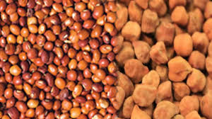 Tur, gramh rates fall , farmers disappointed | तूर, हरभऱ्याच्या दरात घसरण, शेतकरी हताश Tur, gramh rates fall , farmers disappointed | तूर, हरभऱ्याच्या दरात घसरण, शेतकरी हताश