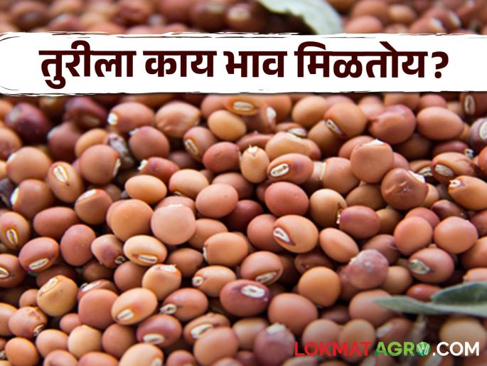 Latest News Todays Tur Bajarbhav in market yard check here tur market price | Tur Bajarbhav : लातूर बाजार समितीत पांढऱ्या तुरीला काय भाव? वाचा सविस्तर बाजारभाव Latest News Todays Tur Bajarbhav in market yard check here tur market price | Tur Bajarbhav : लातूर बाजार समितीत पांढऱ्या तुरीला काय भाव? वाचा सविस्तर बाजारभाव