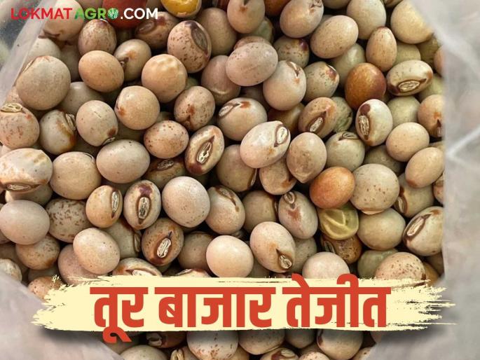 Tur Bajar Bhav : 38 thousand quintals of tur pigeon pea arrived in Akkalkot Market Committee; Getting the highest price | Tur Bajar Bhav : अक्कलकोट बाजार समितीत ३८ हजार क्विंटल तुरीची आवक; मिळतोय सर्वाधिक दर Tur Bajar Bhav : 38 thousand quintals of tur pigeon pea arrived in Akkalkot Market Committee; Getting the highest price | Tur Bajar Bhav : अक्कलकोट बाजार समितीत ३८ हजार क्विंटल तुरीची आवक; मिळतोय सर्वाधिक दर