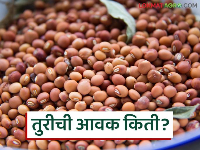 Tur bajar bhav: latest news In which market is the arrival of red tur increasing; Read in detail how the price is being obtained | Tur bajar bhav: लाल तुरीची आवक कोणत्या बाजारात वाढतेय; कसा मिळतोय दर ते वाचा सविस्तर Tur bajar bhav: latest news In which market is the arrival of red tur increasing; Read in detail how the price is being obtained | Tur bajar bhav: लाल तुरीची आवक कोणत्या बाजारात वाढतेय; कसा मिळतोय दर ते वाचा सविस्तर