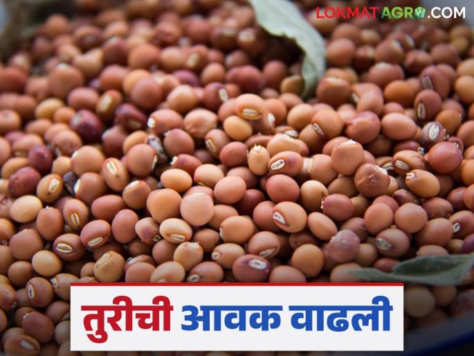 Tur Market Update: Tur prices and arrivals to the market committee have also increased! | Tur Market Upadate : तुरीच्या दरात अन् बाजार समित्यात आवकही वाढली! वाचा सविस्तर Tur Market Update: Tur prices and arrivals to the market committee have also increased! | Tur Market Upadate : तुरीच्या दरात अन् बाजार समित्यात आवकही वाढली! वाचा सविस्तर