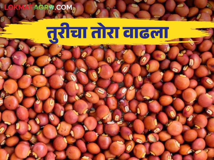 Tur Bajar Bhav : pigeon pea tur got the highest price in solapur market committee Read in detail | Tur Bajar Bhav : सोलापुर बाजार समितीत लाल तुरीला मिळाला सर्वाधिक भाव कसा मिळतोय दर वाचा सविस्तर Tur Bajar Bhav : pigeon pea tur got the highest price in solapur market committee Read in detail | Tur Bajar Bhav : सोलापुर बाजार समितीत लाल तुरीला मिळाला सर्वाधिक भाव कसा मिळतोय दर वाचा सविस्तर