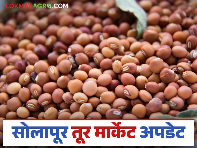 Tur Bazaar Bhav : A price difference payment scheme should be started for farmers who sell tur at a price lower than the minimum support price | Tur Bajar Bhav : हमीभावापेक्षा कमी दराने तूर विक्री केलेल्या शेतकऱ्यांसाठी भावांतर भुगतान योजना सुरु करावी Tur Bazaar Bhav : A price difference payment scheme should be started for farmers who sell tur at a price lower than the minimum support price | Tur Bajar Bhav : हमीभावापेक्षा कमी दराने तूर विक्री केलेल्या शेतकऱ्यांसाठी भावांतर भुगतान योजना सुरु करावी