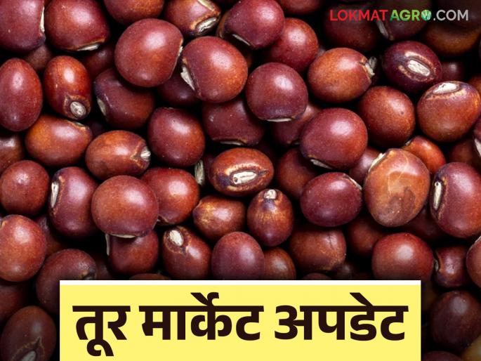 Tur Bajar Bhav : New pigeon pea arrival has started in Solapur Market Committee; How are you getting the market price? | Tur Bajar Bhav : सोलापूर बाजार समितीत नव्या तुरीची आवक सुरु; कसा मिळतोय दर Tur Bajar Bhav : New pigeon pea arrival has started in Solapur Market Committee; How are you getting the market price? | Tur Bajar Bhav : सोलापूर बाजार समितीत नव्या तुरीची आवक सुरु; कसा मिळतोय दर