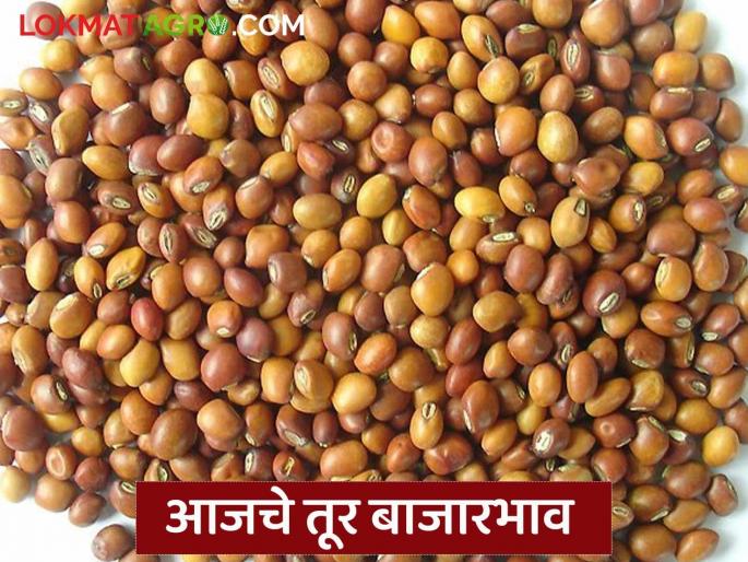 latest news Tur Bajar Bhav : Tur market prices fluctuate; arrivals decrease, read the prices in detail | Tur Bajar Bhav : तूर बाजारभावात चढ-उतार; आवक घटली, दर कसे ते वाचा सविस्तर