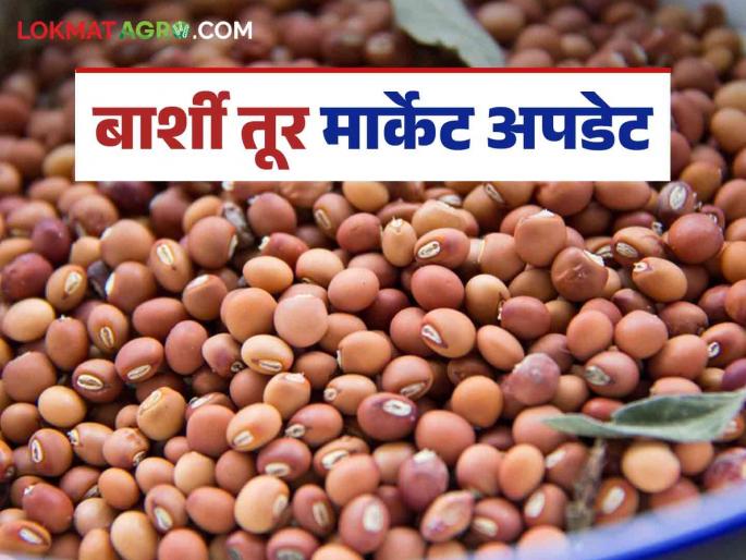 Tur Bajar Bhav : The arrival of pigeon pea tur has increased in barshi market; Black tur is getting the highest price | Tur Bajar Bhav : बार्शीत तुरीची आवक वाढली; काळ्या तुरीला मिळतोय सर्वाधिक भाव Tur Bajar Bhav : The arrival of pigeon pea tur has increased in barshi market; Black tur is getting the highest price | Tur Bajar Bhav : बार्शीत तुरीची आवक वाढली; काळ्या तुरीला मिळतोय सर्वाधिक भाव