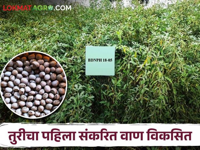 Tur Variety; The first hybrid variety of pigeon pea in Maharashtra developed by Parbhani Agricultural University | Tur Variety महाराष्ट्रातील तुरीचा पहिला संकरित वाण परभणी कृषी विद्यापीठाकडून विकसित