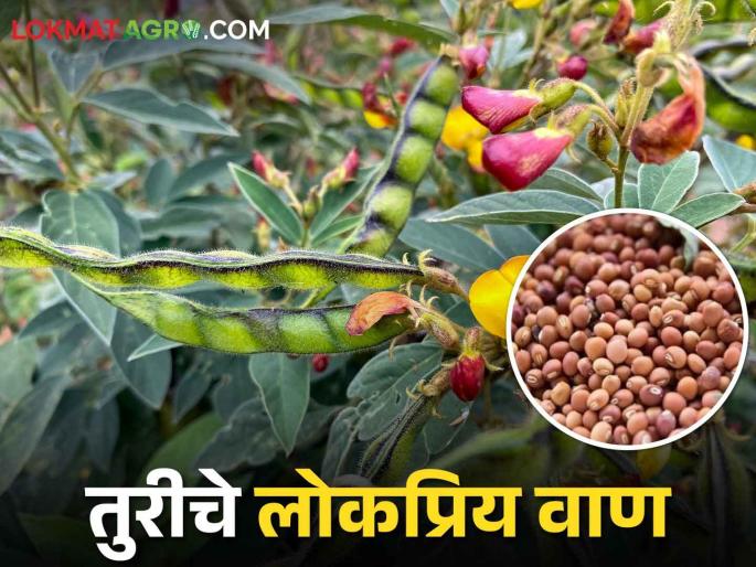 Tur Variety; What are the popular varieties of Tur with high yield? | Tur Variety तुरीचे अधिक उत्पादन देणारे लोकप्रिय वाण कोणते?