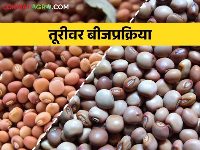 If you don't want to get wilt disease in the tur crop, take these measures before sowing | Tur तूर पिकात मर रोग येऊन द्यायचा नसेल तर पेरणी अगोदर करा ह्या उपाययोजना If you don't want to get wilt disease in the tur crop, take these measures before sowing | Tur तूर पिकात मर रोग येऊन द्यायचा नसेल तर पेरणी अगोदर करा ह्या उपाययोजना