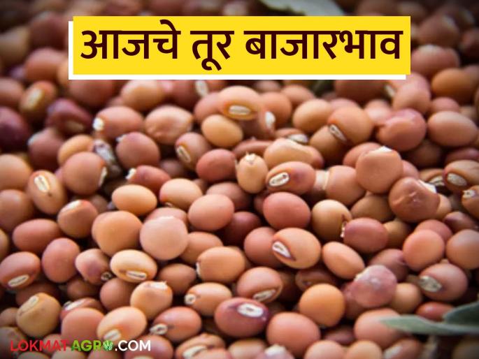 latest news Tur bajar bhav: Huge arrival in the tur market; Prices have stabilized Read in detail | Tur bajar bhav : तूर बाजारात भरघोस आवक; दर स्थिरावले वाचा सविस्तर latest news Tur bajar bhav: Huge arrival in the tur market; Prices have stabilized Read in detail | Tur bajar bhav : तूर बाजारात भरघोस आवक; दर स्थिरावले वाचा सविस्तर