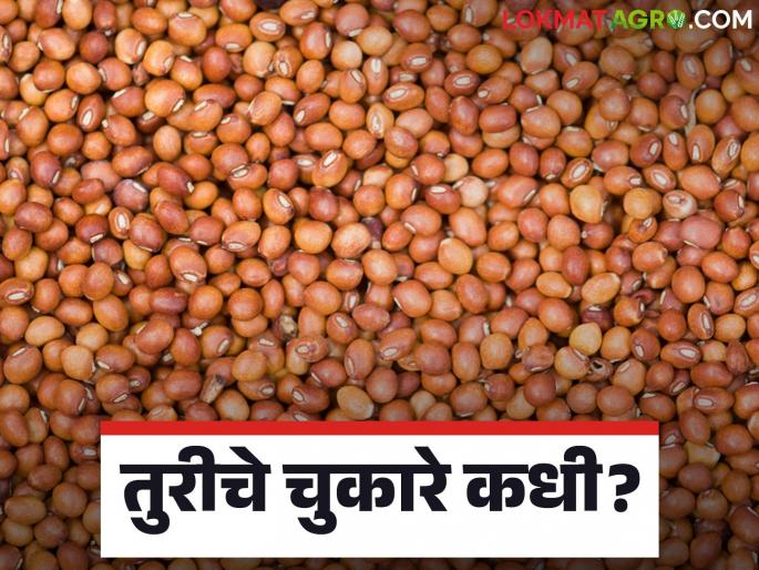 Tur Market: latest news Why is there a delay in paying Turi's debts? Find out the reason in detail | Tur Market: तुरीचे चुकारे देण्यास का होतोय विलंब; जाणून घ्या कारण सविस्तर Tur Market: latest news Why is there a delay in paying Turi's debts? Find out the reason in detail | Tur Market: तुरीचे चुकारे देण्यास का होतोय विलंब; जाणून घ्या कारण सविस्तर
