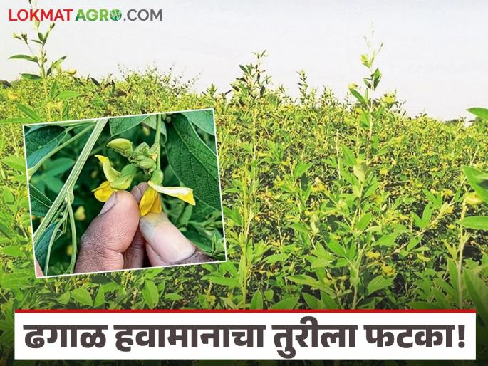 latest news Tur Crop Management: Cloudy weather hits Tur; Flower borer and caterpillar infestation increases Read in detail | Tur Crop Management : ढगाळ हवामानाचा तुरीला फटका; फुलगळ–अळी प्रादुर्भाव वाढला वाचा सविस्तर