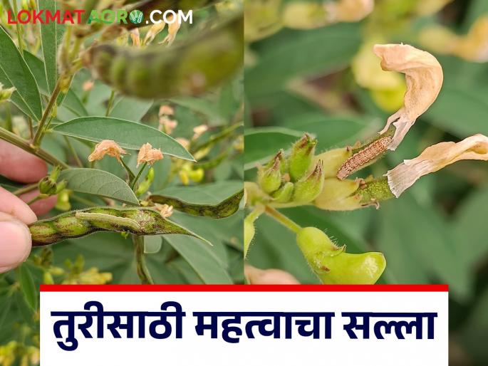 Read advice from Parbhani Krishi Vidyapeeth on possibility of pod borers on pigeon pea during cloudy weather | ढगाळ वातावरणामध्ये तूरीवर शेंगा पोखरणाऱ्या किडी येण्याची शक्यता वाचा परभणी कृषि विद्यापीठाचा सल्ला Read advice from Parbhani Krishi Vidyapeeth on possibility of pod borers on pigeon pea during cloudy weather | ढगाळ वातावरणामध्ये तूरीवर शेंगा पोखरणाऱ्या किडी येण्याची शक्यता वाचा परभणी कृषि विद्यापीठाचा सल्ला