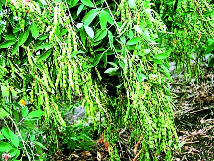 Buldana district after the tropical attack of pests! | बुलडाणा जिल्हय़ात कपाशीनंतर आता तुरीवर किडींचा हल्ला!