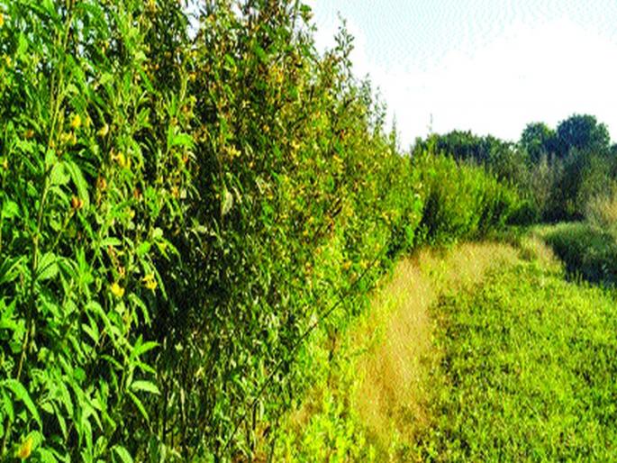 in draught support of tur dal | दुष्काळात आधार तुरीचा! in draught support of tur dal | दुष्काळात आधार तुरीचा!