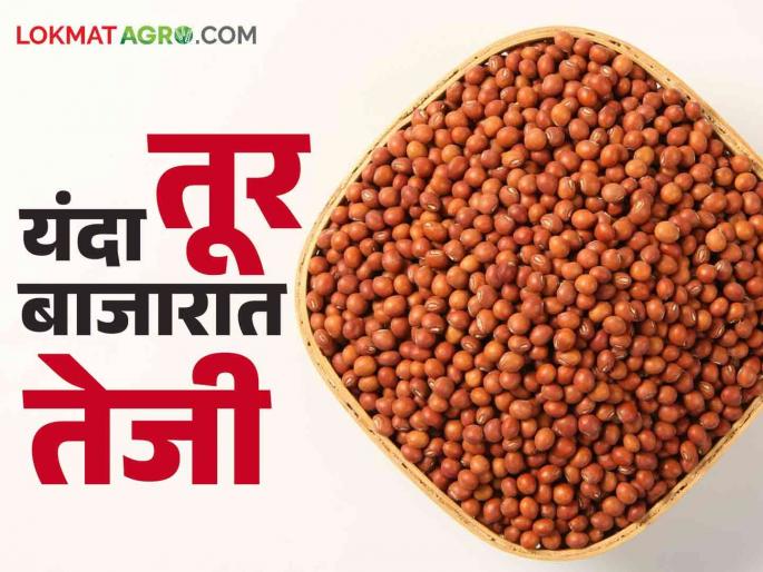 Tur Bajar Bhav : Dudhani market famous for pigeon pea getting the highest price | Tur Bajar Bhav : तुरीसाठी दुधनी बाजार फेमस मिळतोय सर्वाधिक भाव वाचा सविस्तर Tur Bajar Bhav : Dudhani market famous for pigeon pea getting the highest price | Tur Bajar Bhav : तुरीसाठी दुधनी बाजार फेमस मिळतोय सर्वाधिक भाव वाचा सविस्तर